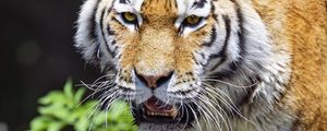 Превью обои тигр, хищник, животное, размытие, голова, большая кошка