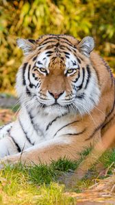 Превью обои тигр, хищник, животное, полоски