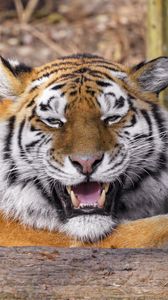 Превью обои тигр, хищник, животное, клыки, большая кошка