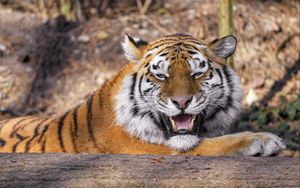 Превью обои тигр, хищник, животное, клыки, большая кошка