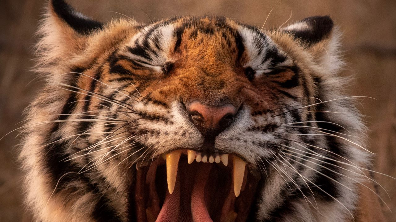 Обои тигр, хищник, животное, зев, высунутый язык