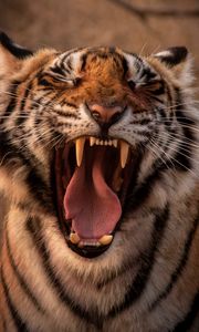 Превью обои тигр, хищник, животное, зев, высунутый язык