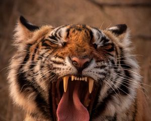 Превью обои тигр, хищник, животное, зев, высунутый язык