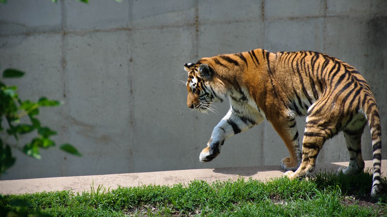 Обои тигр, хищник, животное, большая кошка