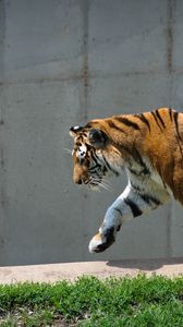 Превью обои тигр, хищник, животное, большая кошка