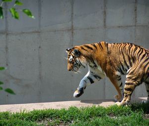 Превью обои тигр, хищник, животное, большая кошка