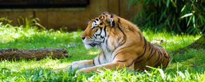 Превью обои тигр, хищник, животное, большая кошка, трава