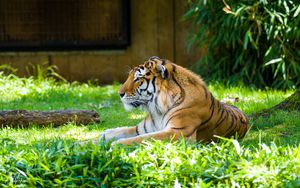 Превью обои тигр, хищник, животное, большая кошка, трава