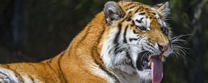 Превью обои тигр, хищник, животное, высунутый язык, большая кошка
