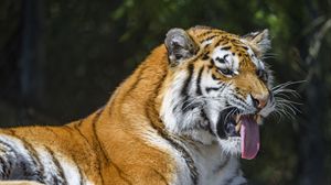 Превью обои тигр, хищник, животное, высунутый язык, большая кошка