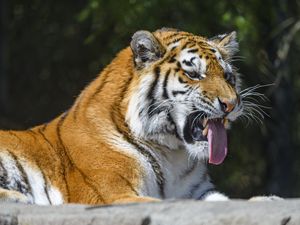 Превью обои тигр, хищник, животное, высунутый язык, большая кошка