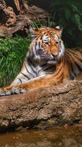 Превью обои тигр, хищник, животное, отдых, большая кошка