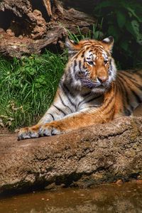 Превью обои тигр, хищник, животное, отдых, большая кошка