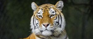 Превью обои тигр, хищник, животное, полосы, большая кошка