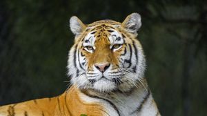 Превью обои тигр, хищник, животное, полосы, большая кошка