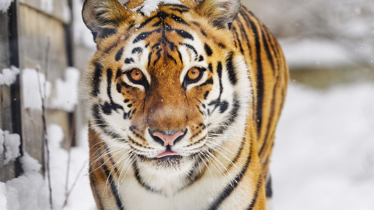 Обои тигр, хищник, животное, высунутый язык, снег, большая кошка
