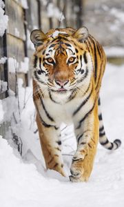 Превью обои тигр, хищник, животное, высунутый язык, снег, большая кошка