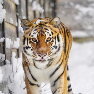 Превью обои тигр, хищник, животное, высунутый язык, снег, большая кошка