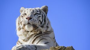 Превью обои тигр, хищник, животное, белый