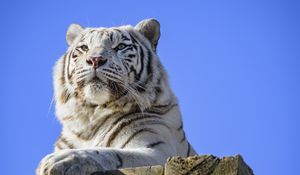 Превью обои тигр, хищник, животное, белый