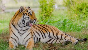 Превью обои тигр, хищник, животное, большая кошка, зев