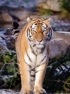 Превью обои тигр, хищник, животное, размытие