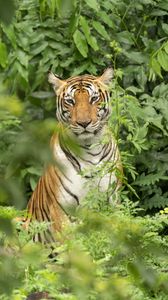 Превью обои тигр, хищник, животное, листья, дикая природа