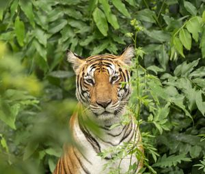 Превью обои тигр, хищник, животное, листья, дикая природа