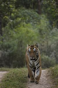 Превью обои тигр, хищник, животное, движение