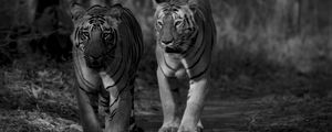 Превью обои тигр, хищник, животное, черно-белый, размытие