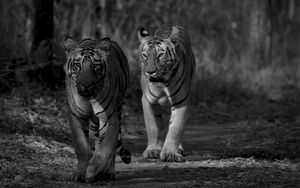 Превью обои тигр, хищник, животное, черно-белый, размытие