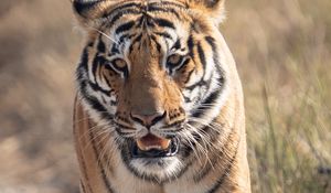 Превью обои тигр, хищник, животное, движение, дикая природа