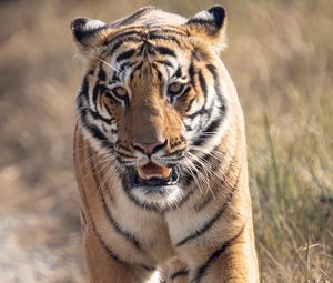 Превью обои тигр, хищник, животное, движение, дикая природа