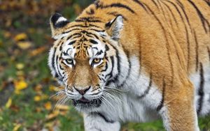 Превью обои тигр, хищник, животное, дикая природа, размытие