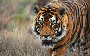 Превью обои тигр, хищник, животное, дикая природа, трава