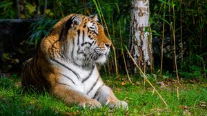 Превью обои тигр, хищник, животное, большая кошка, трава, дикий