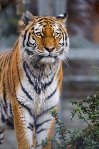 Превью обои тигр, хищник, животное, большая кошка, размытие