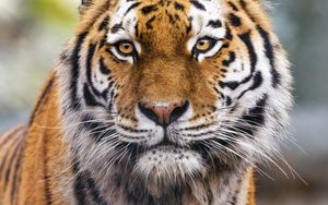 Превью обои тигр, хищник, животное, дикая природа, большая кошка