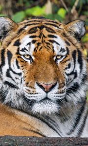 Превью обои тигр, хищник, животное, дикая природа, большая кошка, блюр