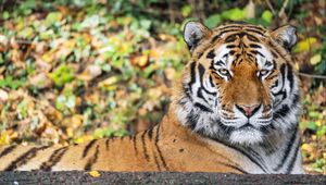 Превью обои тигр, хищник, животное, дикая природа, большая кошка, блюр