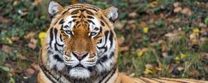 Превью обои тигр, хищник, животное, дикая природа, большая кошка, бревно