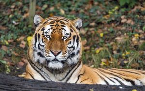 Превью обои тигр, хищник, животное, дикая природа, большая кошка, бревно