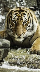 Превью обои тигр, хищник, животное, большая кошка, вода