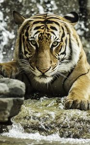 Превью обои тигр, хищник, животное, большая кошка, вода