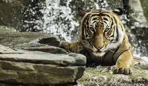 Превью обои тигр, хищник, животное, большая кошка, вода