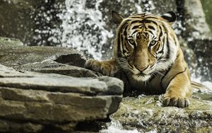 Превью обои тигр, хищник, животное, большая кошка, вода