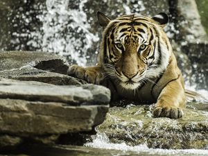 Превью обои тигр, хищник, животное, большая кошка, вода
