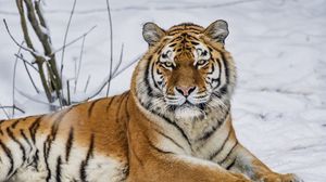 Превью обои тигр, хищник, животное, дикое животное, дикая природа