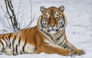 Превью обои тигр, хищник, животное, дикое животное, дикая природа