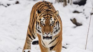 Превью обои тигр, хищник, животное, дикая природа, большая кошка, снег